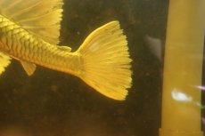 画像4: 【淡水魚】【通販】激レア ゴールデンアンジェリアスプレコ ワイルド【個体販売】(±25cm)(プレコ)(生体)(熱帯魚)NKP (4)