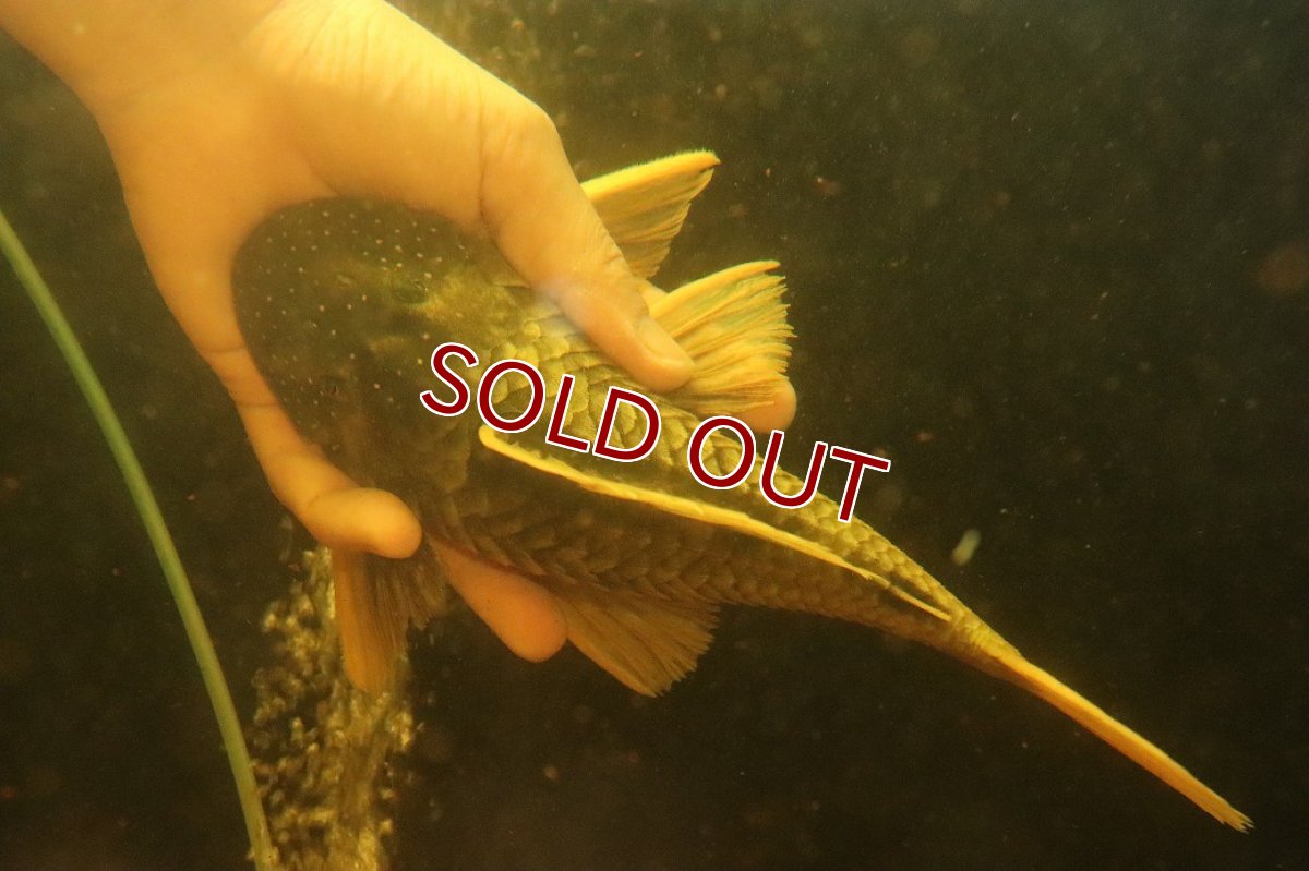 画像5: 【淡水魚】【通販】激レア ゴールデンアンジェリアスプレコ ワイルド【個体販売】(±25cm)(プレコ)(生体)(熱帯魚)NKP (5)