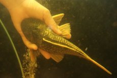 画像5: 【淡水魚】【通販】激レア ゴールデンアンジェリアスプレコ ワイルド【個体販売】(±25cm)(プレコ)(生体)(熱帯魚)NKP (5)