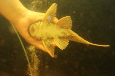 画像6: 【淡水魚】【通販】激レア ゴールデンアンジェリアスプレコ ワイルド【個体販売】(±25cm)(プレコ)(生体)(熱帯魚)NKP (6)