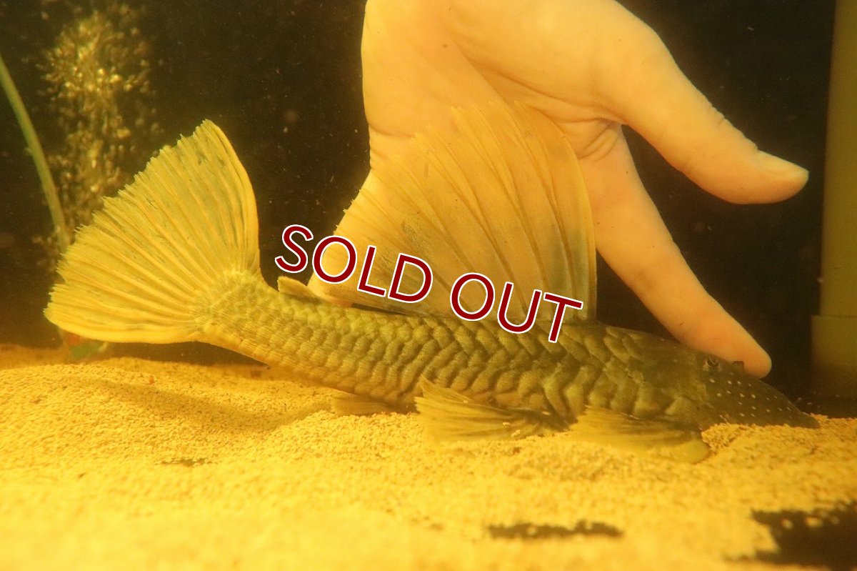 画像7: 【淡水魚】【通販】激レア ゴールデンアンジェリアスプレコ ワイルド【個体販売】(±25cm)(プレコ)(生体)(熱帯魚)NKP (7)
