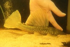 画像7: 【淡水魚】【通販】激レア ゴールデンアンジェリアスプレコ ワイルド【個体販売】(±25cm)(プレコ)(生体)(熱帯魚)NKP (7)