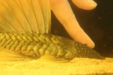 画像8: 【淡水魚】【通販】激レア ゴールデンアンジェリアスプレコ ワイルド【個体販売】(±25cm)(プレコ)(生体)(熱帯魚)NKP (8)