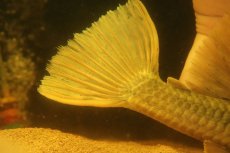 画像10: 【淡水魚】【通販】激レア ゴールデンアンジェリアスプレコ ワイルド【個体販売】(±25cm)(プレコ)(生体)(熱帯魚)NKP (10)