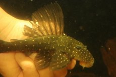 画像2: 【淡水魚】【通販】激レア ゴールデンアンジェリアスプレコ ワイルド【個体販売】(±17cm)(プレコ)(生体)(熱帯魚)NKP (2)