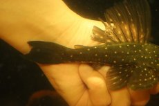 画像3: 【淡水魚】【通販】激レア ゴールデンアンジェリアスプレコ ワイルド【個体販売】(±17cm)(プレコ)(生体)(熱帯魚)NKP (3)
