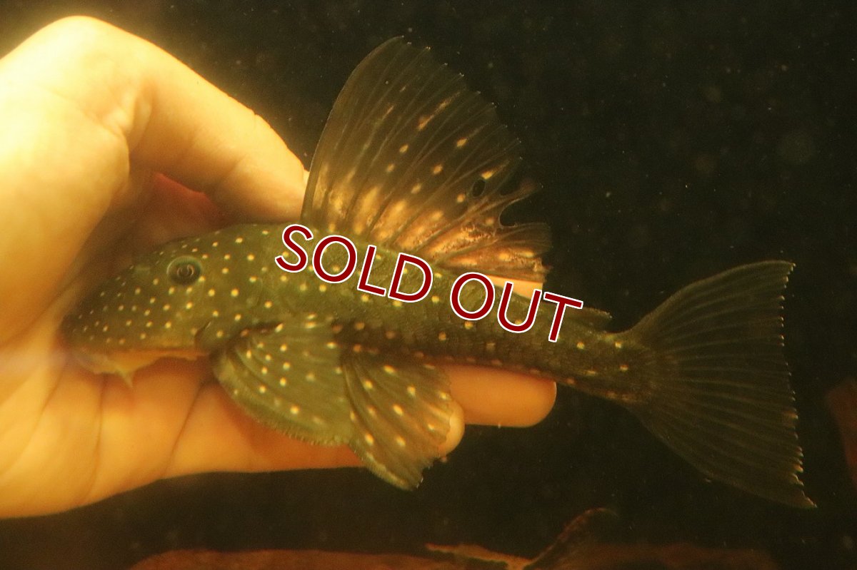 画像4: 【淡水魚】【通販】激レア ゴールデンアンジェリアスプレコ ワイルド【個体販売】(±17cm)(プレコ)(生体)(熱帯魚)NKP (4)
