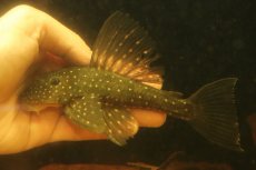 画像4: 【淡水魚】【通販】激レア ゴールデンアンジェリアスプレコ ワイルド【個体販売】(±17cm)(プレコ)(生体)(熱帯魚)NKP (4)