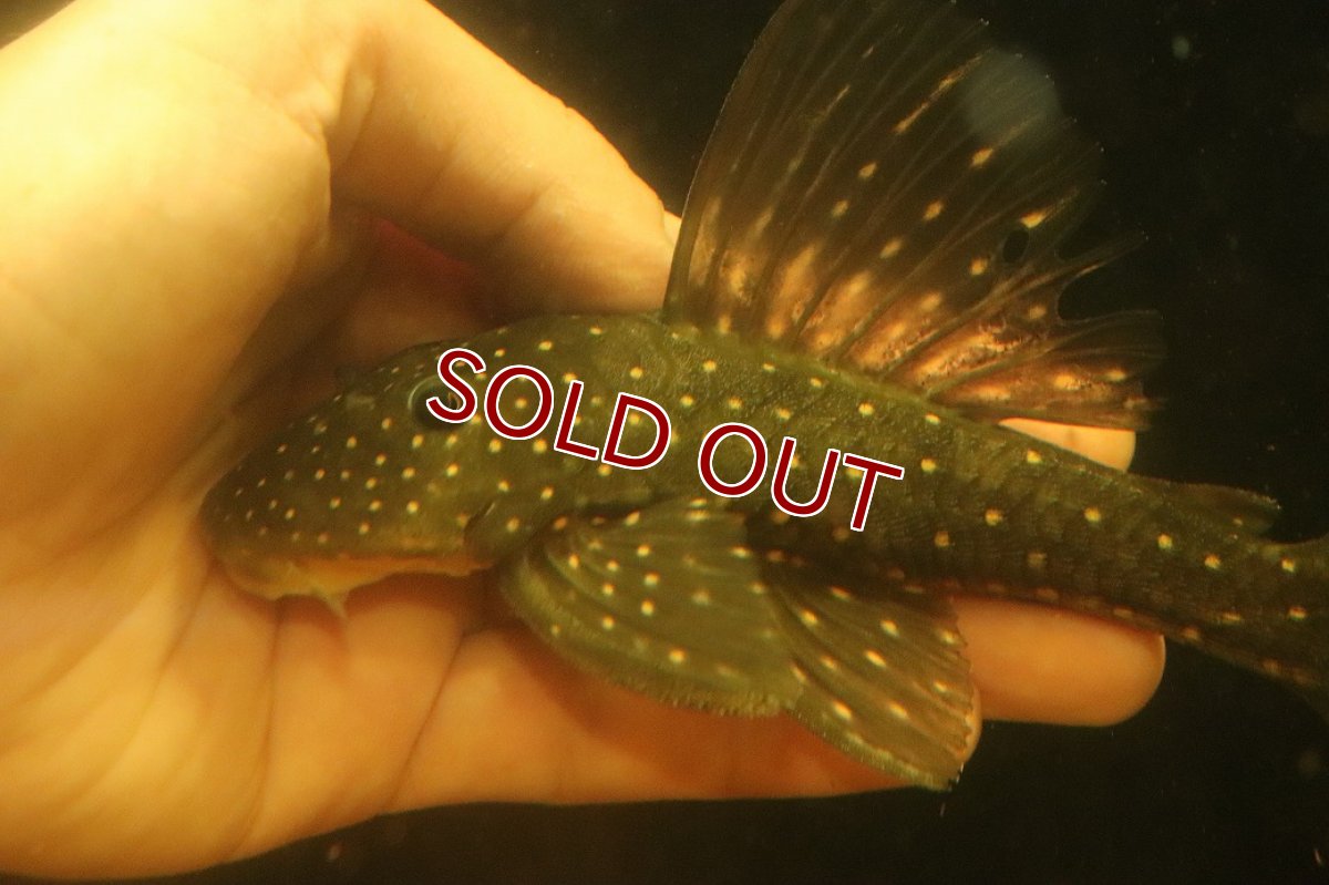 画像5: 【淡水魚】【通販】激レア ゴールデンアンジェリアスプレコ ワイルド【個体販売】(±17cm)(プレコ)(生体)(熱帯魚)NKP (5)
