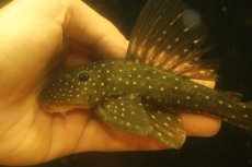 画像5: 【淡水魚】【通販】激レア ゴールデンアンジェリアスプレコ ワイルド【個体販売】(±17cm)(プレコ)(生体)(熱帯魚)NKP (5)