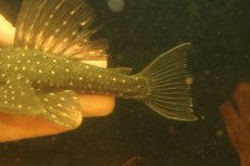 画像6: 【淡水魚】【通販】激レア ゴールデンアンジェリアスプレコ ワイルド【個体販売】(±17cm)(プレコ)(生体)(熱帯魚)NKP (6)