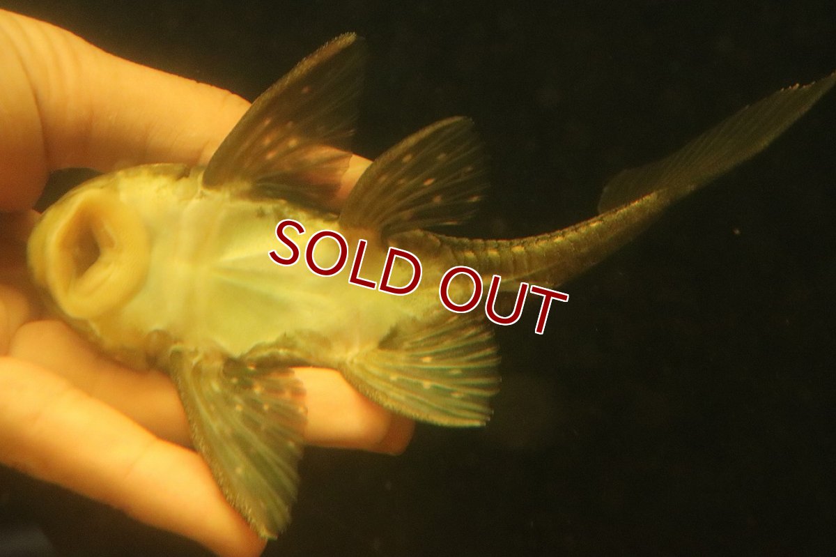画像7: 【淡水魚】【通販】激レア ゴールデンアンジェリアスプレコ ワイルド【個体販売】(±17cm)(プレコ)(生体)(熱帯魚)NKP (7)