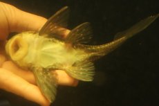 画像7: 【淡水魚】【通販】激レア ゴールデンアンジェリアスプレコ ワイルド【個体販売】(±17cm)(プレコ)(生体)(熱帯魚)NKP (7)