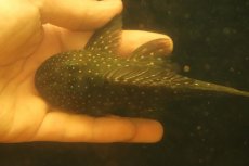 画像8: 【淡水魚】【通販】激レア ゴールデンアンジェリアスプレコ ワイルド【個体販売】(±17cm)(プレコ)(生体)(熱帯魚)NKP (8)