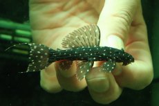 画像1: 【淡水魚】【通販】激レア スリナム共和国 ミッドナイトドラゴントリムプレコ コランタインリバー産 ワイルド【個体販売】(±7cm)(プレコ)(生体)(熱帯魚)NKP (1)