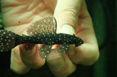 画像2: 【淡水魚】【通販】激レア スリナム共和国 ミッドナイトドラゴントリムプレコ コランタインリバー産 ワイルド【個体販売】(±7cm)(プレコ)(生体)(熱帯魚)NKP (2)