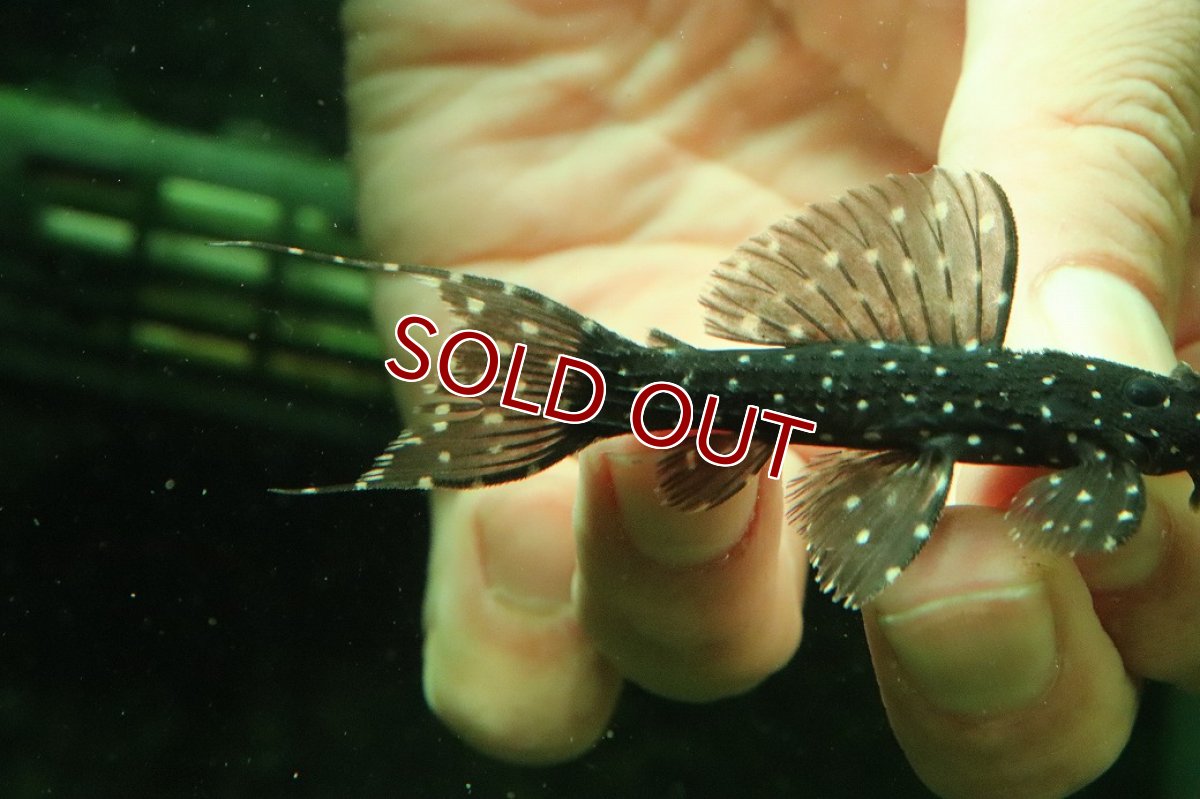 画像3: 【淡水魚】【通販】激レア スリナム共和国 ミッドナイトドラゴントリムプレコ コランタインリバー産 ワイルド【個体販売】(±7cm)(プレコ)(生体)(熱帯魚)NKP (3)