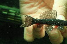 画像3: 【淡水魚】【通販】激レア スリナム共和国 ミッドナイトドラゴントリムプレコ コランタインリバー産 ワイルド【個体販売】(±7cm)(プレコ)(生体)(熱帯魚)NKP (3)