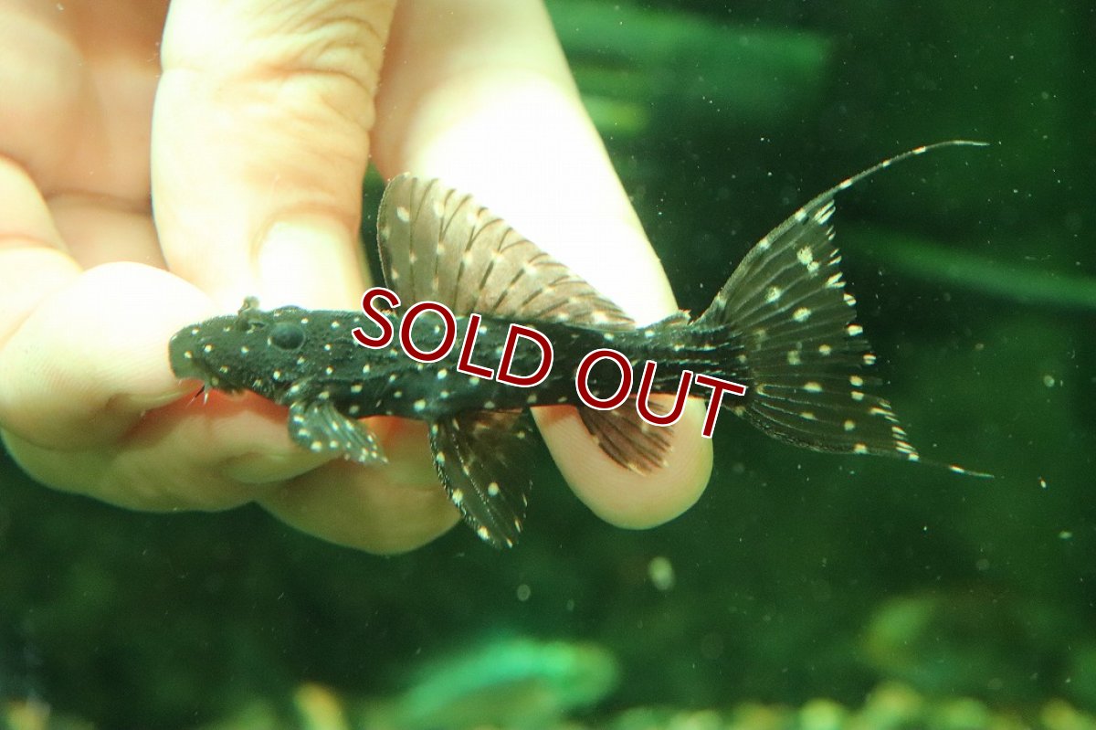 画像4: 【淡水魚】【通販】激レア スリナム共和国 ミッドナイトドラゴントリムプレコ コランタインリバー産 ワイルド【個体販売】(±7cm)(プレコ)(生体)(熱帯魚)NKP (4)