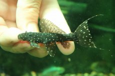 画像4: 【淡水魚】【通販】激レア スリナム共和国 ミッドナイトドラゴントリムプレコ コランタインリバー産 ワイルド【個体販売】(±7cm)(プレコ)(生体)(熱帯魚)NKP (4)