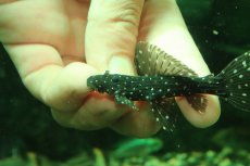 画像5: 【淡水魚】【通販】激レア スリナム共和国 ミッドナイトドラゴントリムプレコ コランタインリバー産 ワイルド【個体販売】(±7cm)(プレコ)(生体)(熱帯魚)NKP (5)