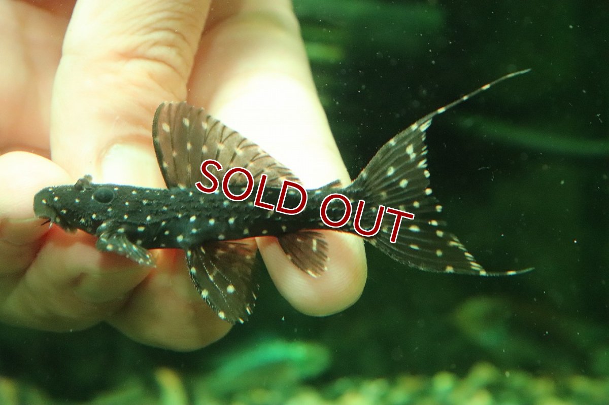 画像6: 【淡水魚】【通販】激レア スリナム共和国 ミッドナイトドラゴントリムプレコ コランタインリバー産 ワイルド【個体販売】(±7cm)(プレコ)(生体)(熱帯魚)NKP (6)
