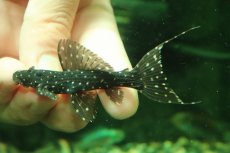 画像6: 【淡水魚】【通販】激レア スリナム共和国 ミッドナイトドラゴントリムプレコ コランタインリバー産 ワイルド【個体販売】(±7cm)(プレコ)(生体)(熱帯魚)NKP (6)