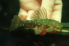 画像1: 【淡水魚】【通販】激安 激レア ゴールデンアンジェリアスプレコ ワイルド【個体販売】(±9cm)(プレコ)(生体)(熱帯魚)NKP (1)