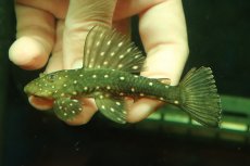 画像2: 【淡水魚】【通販】激安 激レア ゴールデンアンジェリアスプレコ ワイルド【個体販売】(±9cm)(プレコ)(生体)(熱帯魚)NKP (2)