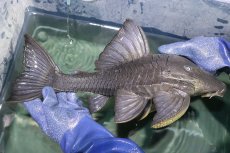 画像1: 【淡水魚】【通販】超希少 40ｃｍ越え ブルーアイプレコ マグダレナ産 ワイルド【個体販売】(±42cm)(プレコ)(生体)(熱帯魚)NKP (1)