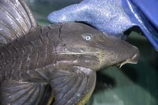 画像2: 【淡水魚】【通販】超希少 40ｃｍ越え ブルーアイプレコ マグダレナ産 ワイルド【個体販売】(±42cm)(プレコ)(生体)(熱帯魚)NKP (2)