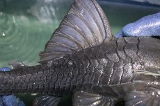 画像3: 【淡水魚】【通販】超希少 40ｃｍ越え ブルーアイプレコ マグダレナ産 ワイルド【個体販売】(±42cm)(プレコ)(生体)(熱帯魚)NKP (3)