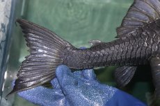画像4: 【淡水魚】【通販】超希少 40ｃｍ越え ブルーアイプレコ マグダレナ産 ワイルド【個体販売】(±42cm)(プレコ)(生体)(熱帯魚)NKP (4)