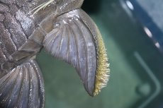 画像5: 【淡水魚】【通販】超希少 40ｃｍ越え ブルーアイプレコ マグダレナ産 ワイルド【個体販売】(±42cm)(プレコ)(生体)(熱帯魚)NKP (5)