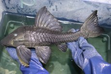 画像6: 【淡水魚】【通販】超希少 40ｃｍ越え ブルーアイプレコ マグダレナ産 ワイルド【個体販売】(±42cm)(プレコ)(生体)(熱帯魚)NKP (6)