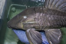 画像7: 【淡水魚】【通販】超希少 40ｃｍ越え ブルーアイプレコ マグダレナ産 ワイルド【個体販売】(±42cm)(プレコ)(生体)(熱帯魚)NKP (7)