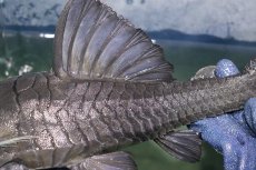 画像8: 【淡水魚】【通販】超希少 40ｃｍ越え ブルーアイプレコ マグダレナ産 ワイルド【個体販売】(±42cm)(プレコ)(生体)(熱帯魚)NKP (8)