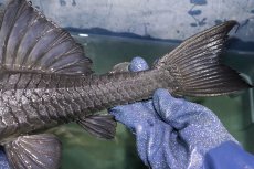 画像9: 【淡水魚】【通販】超希少 40ｃｍ越え ブルーアイプレコ マグダレナ産 ワイルド【個体販売】(±42cm)(プレコ)(生体)(熱帯魚)NKP (9)
