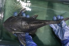 画像10: 【淡水魚】【通販】超希少 40ｃｍ越え ブルーアイプレコ マグダレナ産 ワイルド【個体販売】(±42cm)(プレコ)(生体)(熱帯魚)NKP (10)