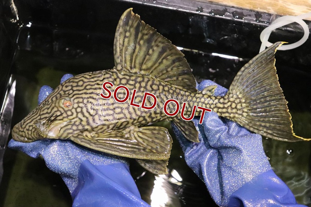 画像1: 【淡水魚】【通販】激レア ビッグサイズ ワームスポットロイヤルプレコ メタ産 ワイルド【個体販売】(±32-35cm)(生体)(熱帯魚)NKP (1)