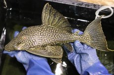 画像1: 【淡水魚】【通販】激レア ビッグサイズ ワームスポットロイヤルプレコ メタ産 ワイルド【個体販売】(±32-35cm)(生体)(熱帯魚)NKP (1)