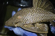 画像2: 【淡水魚】【通販】激レア ビッグサイズ ワームスポットロイヤルプレコ メタ産 ワイルド【個体販売】(±32-35cm)(生体)(熱帯魚)NKP (2)