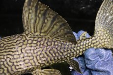 画像3: 【淡水魚】【通販】激レア ビッグサイズ ワームスポットロイヤルプレコ メタ産 ワイルド【個体販売】(±32-35cm)(生体)(熱帯魚)NKP (3)