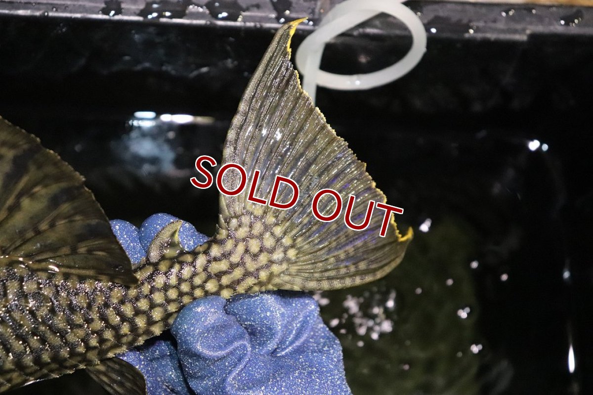 画像4: 【淡水魚】【通販】激レア ビッグサイズ ワームスポットロイヤルプレコ メタ産 ワイルド【個体販売】(±32-35cm)(生体)(熱帯魚)NKP (4)