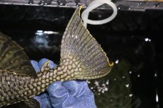 画像4: 【淡水魚】【通販】激レア ビッグサイズ ワームスポットロイヤルプレコ メタ産 ワイルド【個体販売】(±32-35cm)(生体)(熱帯魚)NKP (4)
