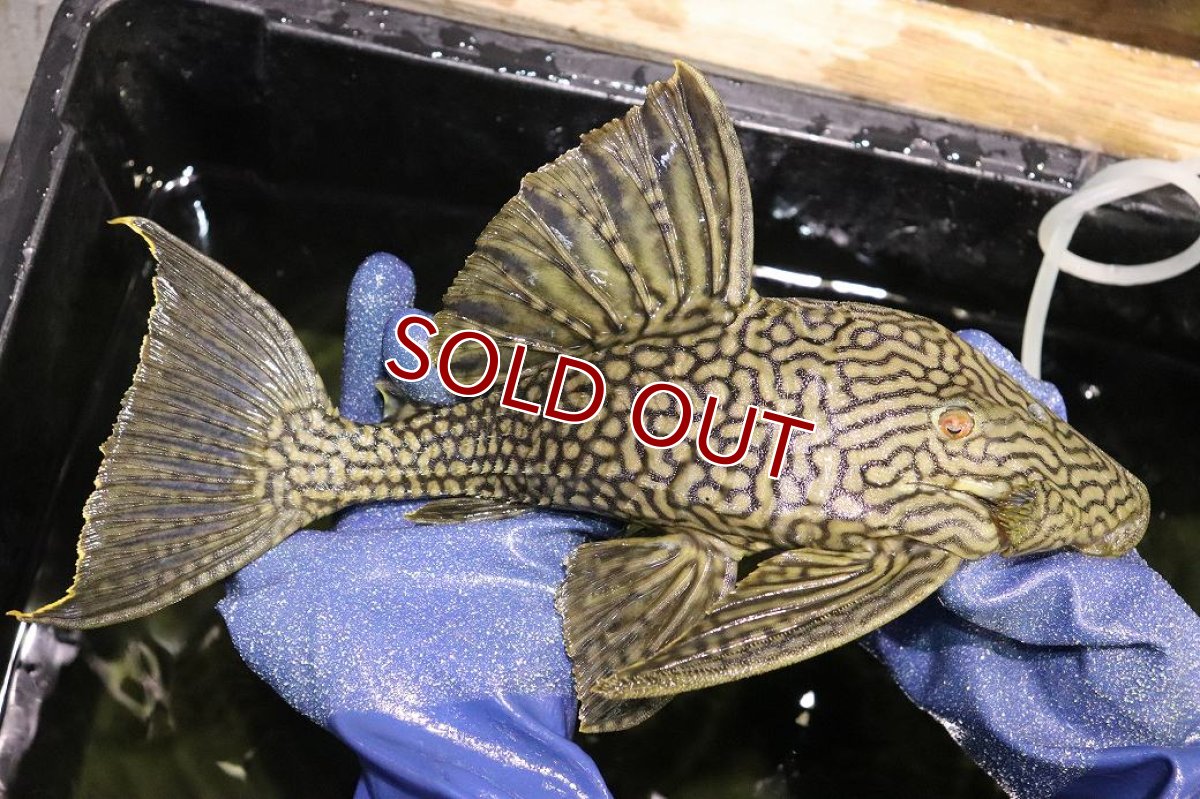 画像5: 【淡水魚】【通販】激レア ビッグサイズ ワームスポットロイヤルプレコ メタ産 ワイルド【個体販売】(±32-35cm)(生体)(熱帯魚)NKP (5)