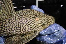 画像6: 【淡水魚】【通販】激レア ビッグサイズ ワームスポットロイヤルプレコ メタ産 ワイルド【個体販売】(±32-35cm)(生体)(熱帯魚)NKP (6)