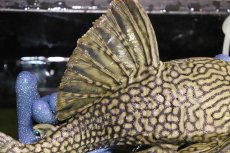 画像7: 【淡水魚】【通販】激レア ビッグサイズ ワームスポットロイヤルプレコ メタ産 ワイルド【個体販売】(±32-35cm)(生体)(熱帯魚)NKP (7)