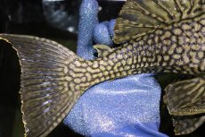 画像8: 【淡水魚】【通販】激レア ビッグサイズ ワームスポットロイヤルプレコ メタ産 ワイルド【個体販売】(±32-35cm)(生体)(熱帯魚)NKP (8)