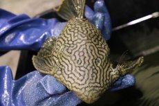 画像9: 【淡水魚】【通販】激レア ビッグサイズ ワームスポットロイヤルプレコ メタ産 ワイルド【個体販売】(±32-35cm)(生体)(熱帯魚)NKP (9)